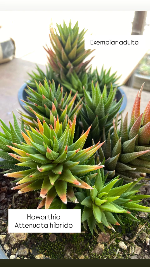 haworthia attenuata hibrida vaso tamanho 9 forma colonia - comprar online