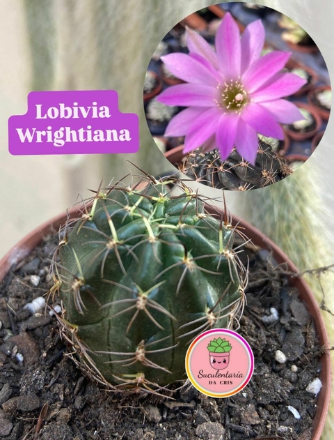 Lobivia Wrightiana vaso tamanho 9 - comprar online