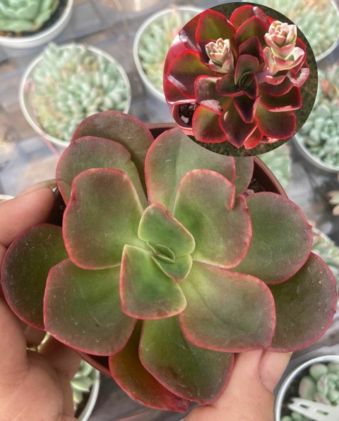 Echeveria Kakurei vaso tamanho 11