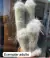 Cephalocereus Senilis Cabeça de velho de 7 a 8 cm altura na internet