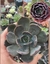 Echeveria Marron pote tamanho 11