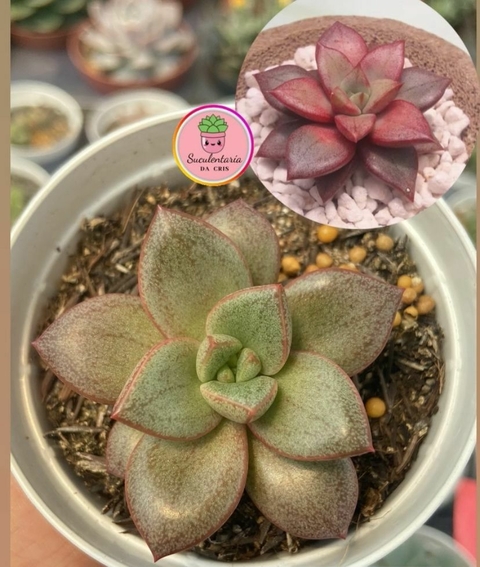 Graptoveria "Araluen Gem" (Korean) vaso tamanho 9