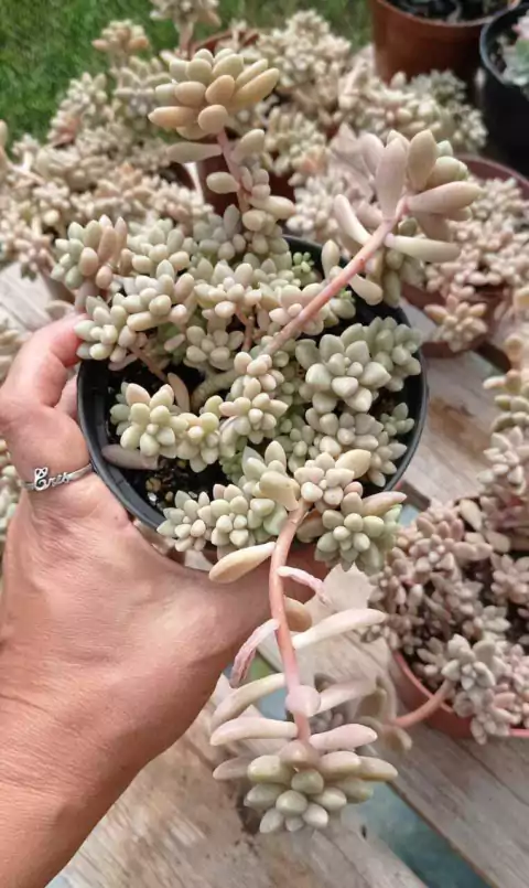 MIRINAE em colonia pote tamanho 9 - comprar online