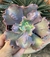 Echeveria Black Meteorite vaso tamanho 11 - - comprar online