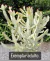 Euphorbia Lactea variegata, 'white ghost' aproximadamente 12 cm altura - comprar online