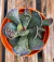 Adromischus Cooperi vaso tamanho 9