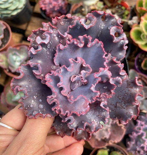 Echeveria Gibb. Jane Naylor pote tamanho 11 - comprar online