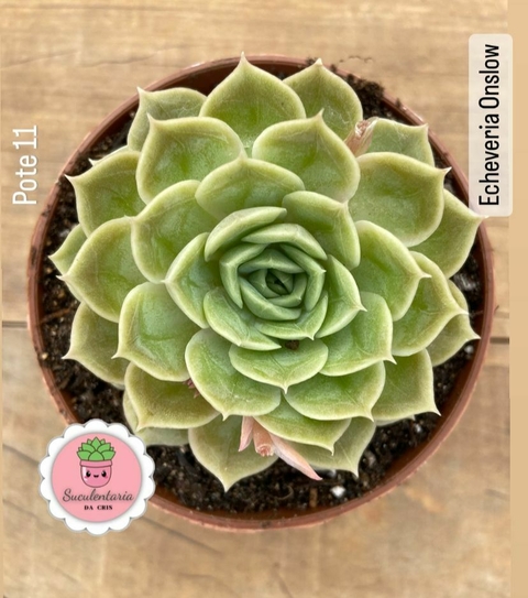 Echeveria Onslow pote tamanho 11 - comprar online