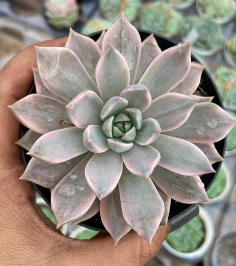 Echeveria scarlet variegata vaso tamaho 9 - - comprar online
