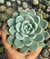 Echeveria Jade Butterfly pt 11 - comprar online