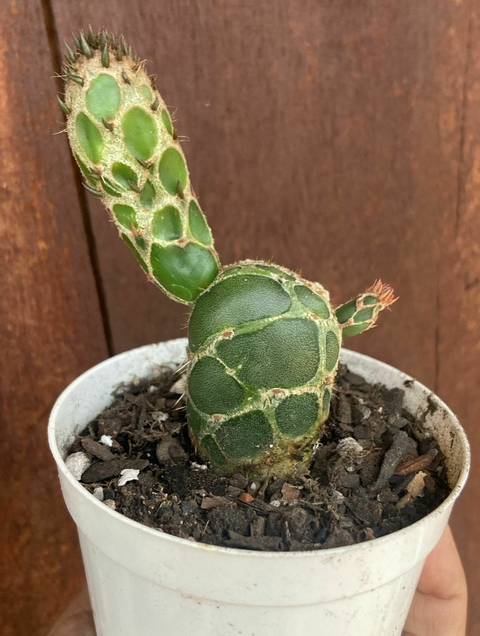 Opuntia zebrina (cacto cobra ) vaso tamanho 9