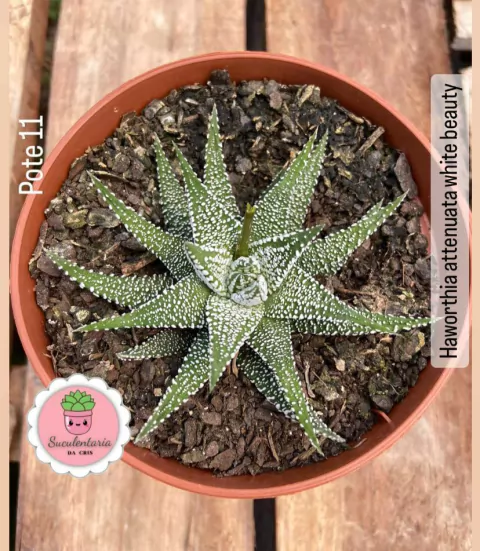 Haworthia attenuata 'White Beauty' POTE 11