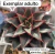 Echeveria Monocerotis DUPLA Vaso cuia 13 - unica na internet