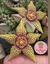 Orbea semota x orbea variegata 3 hastes ou mais