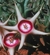 Huernia verekerii 3 a 5 hastes - comprar online