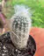 Cephalocereus Senilis Cabeça de velho de 7 a 8 cm altura
