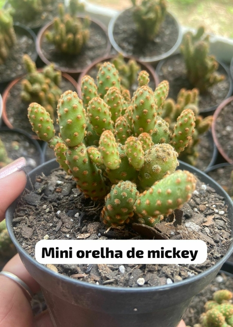 Mini orelha de Mickey - Opuntia Rufida Minima Pote 9 PROMOÇÃO - comprar online