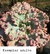 Echeveria Gibbiflora Marjorie Pogue vaso tamanho 11 - comprar online