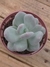 Pachyphytum Blue Haze vaso tamanho 11 na internet