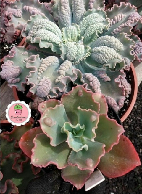 Echeveria gibb. Cielpur pote tamanho 11 - comprar online