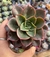 Echeveria "Seiten Botan" vaso 9 - PROMOÇÃO na internet