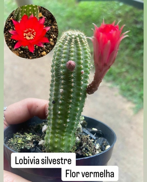 Lobivia Silvestre vaso tamanho 9 flor vermelha - comprar online
