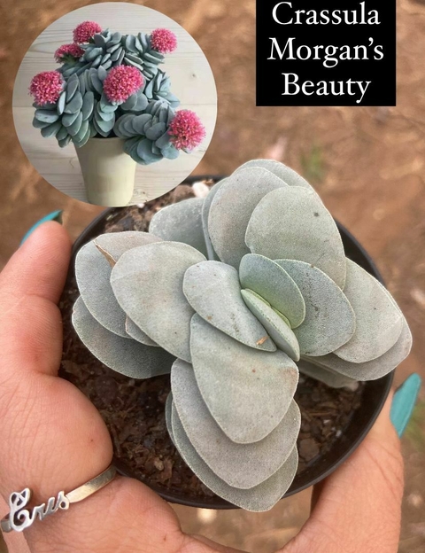 Crassula "Morgan's Beauty" vaso tamanho 9 - comprar online