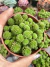 Monanthes polyphylla vaso tamanho 9 - - comprar online