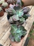 Echeveria Gibb Etna vaso tamanho 11 na internet