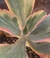 Echeveria Tornado variegata vaso tamanho 9