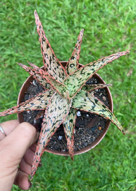 Aloe 'Pink Blush' pote tamanho 11 - comprar online
