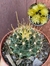 Hamathocactus Sinuosa vaso tamanho 11 - comprar online