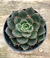 Echeveria "Agita Rose" pote tamanho 9 PROMOÇÃO - comprar online