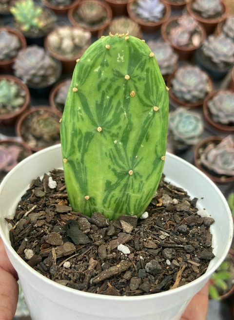 Opuntia cochenillifera VARIEGATA pote tamanho 9