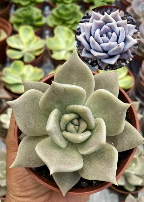 Echeveria Juliana vaso tamanho 9 - comprar online