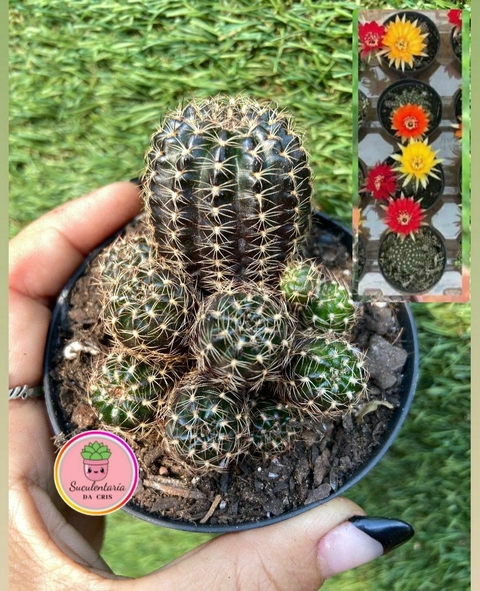 Lobivia Sp vaso tamanho 9 em colônia cores sortidas ( pode ir amarelo, vermelho ou laranja) - - comprar online