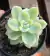 Fantome variegata vaso tamaho 9 - - comprar online