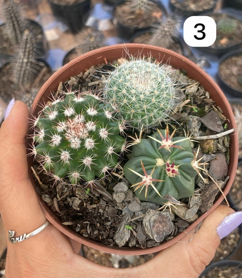 MIX de cactos pote 11 num 03 - - comprar online