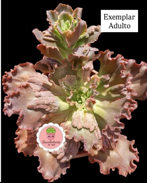 Campos Mello vaso tamanho 11 - comprar online