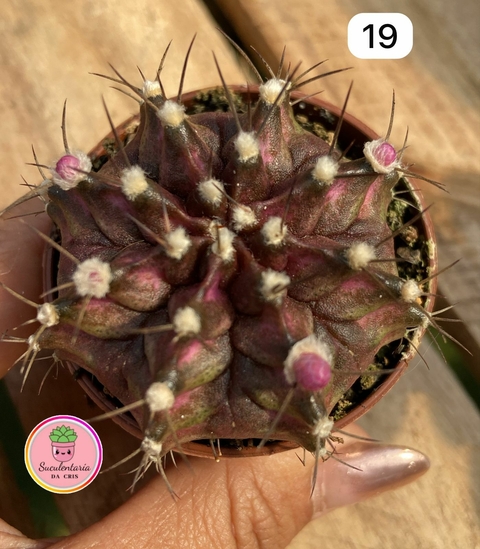 Gymnocalycium T-LUX COD 19 vaso tamanho 6 Raizes proprias - comprar online