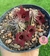 Huernia pillansii var. echidnopsioides 4 - 5 hastes