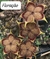 Tapete Persa Edithcolea Grandis vaso tamanho 11 na internet