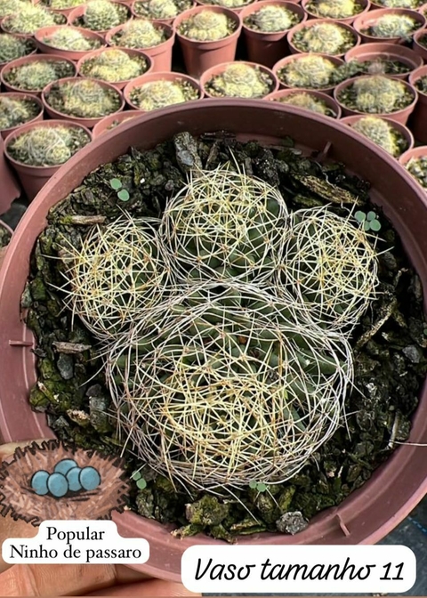 Mammillaria camptotricha pote tamanho 11 ninho de pássaro - comprar online