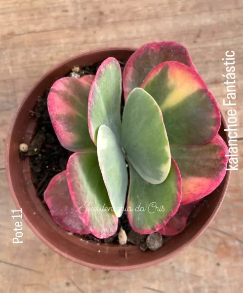 Kalanchoe Fantastic pote tamanho 11 - comprar online