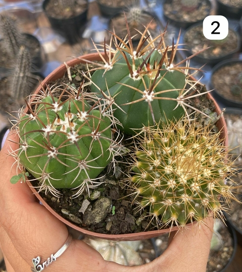 MIX de cactos pote 11 num 02 - - comprar online