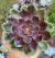 Echeveria Agni vaso tamanho 11 mudas grandes - comprar online