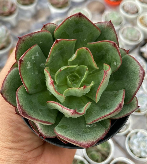 Echeveria "Yang Jin" vaso tamanho 9 Promoção - comprar online