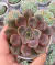 Echeveria Agni vaso tamanho 11 mudas grandes - loja online