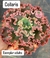 Echeveria Gibb. Collaris vaso tamanho 11 - comprar online