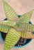 Aloe Grandidentada pote tamanho 11 - comprar online